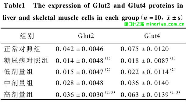 表 1 各組大鼠肝臟 Glut2 和骨骼肌 Glut4蛋白表達水平( MOD 值)