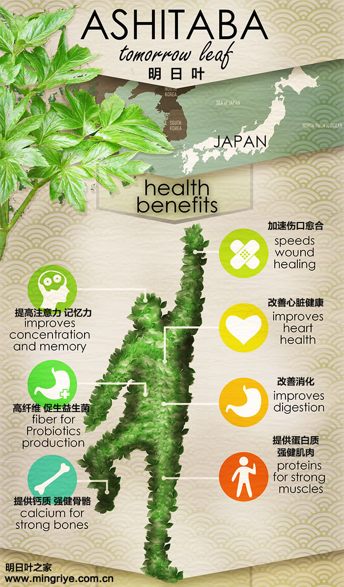 明日葉令人驚奇的健康益處-讓科學來說！