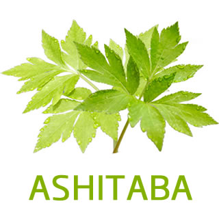 明日葉 ashitaba-leaf