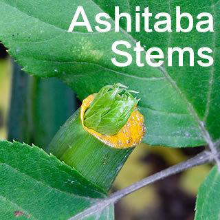 Ashitaba：明日葉，令人驚奇的日本植物，你應該試一下