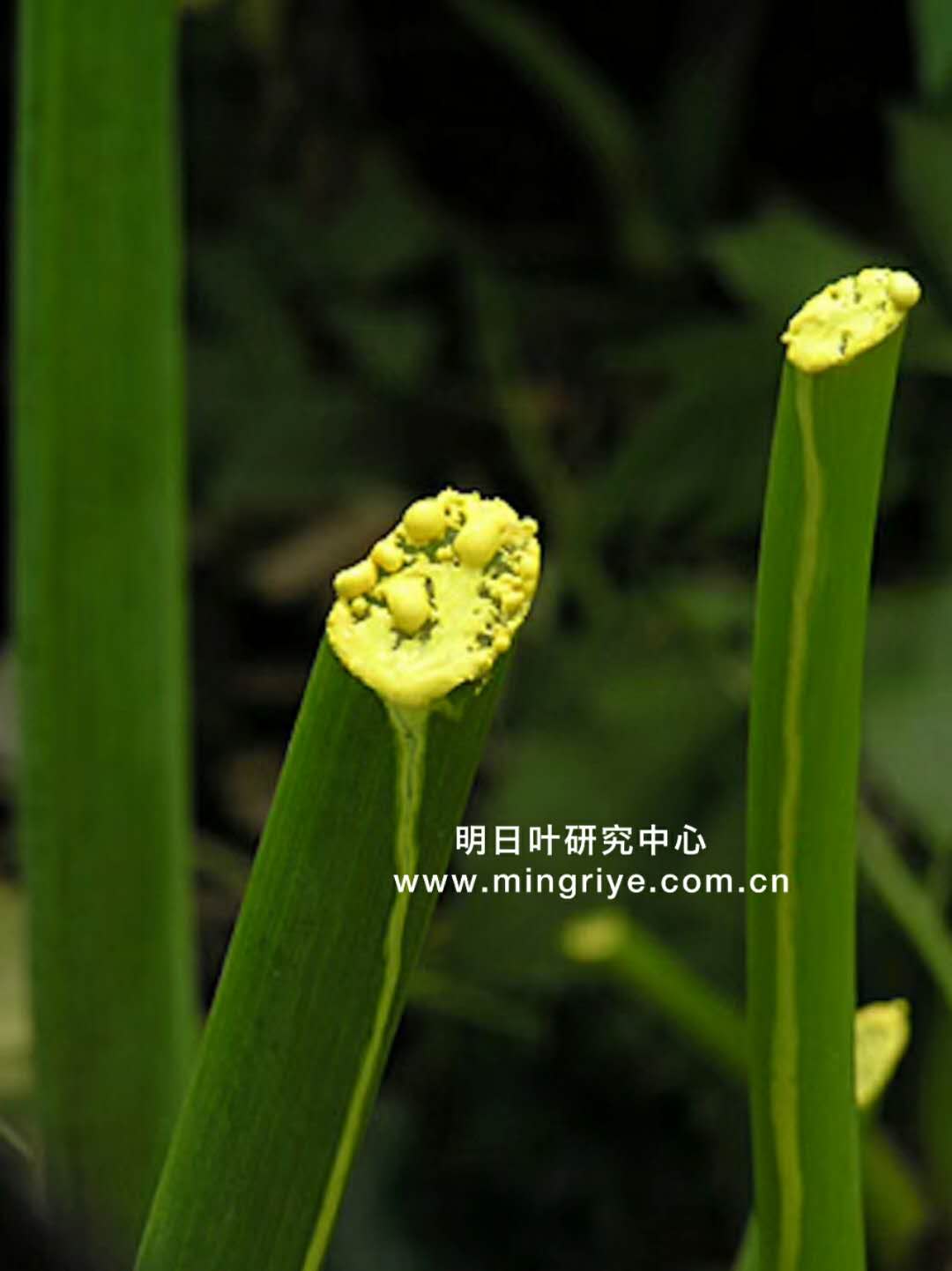 日本傳統長壽草-明日葉,16種氨基酸及20多種礦物質…